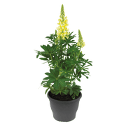 Lupinus polyphyllus Lupini (Benary) - Farmers Stop
