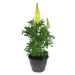 Lupinus polyphyllus Lupini (Benary) - Farmers Stop