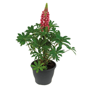 Lupinus polyphyllus Lupini (Benary) - Farmers Stop
