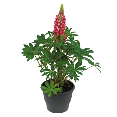 Lupinus polyphyllus Lupini (Benary) - Farmers Stop