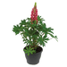 Lupinus polyphyllus Lupini (Benary) - Farmers Stop