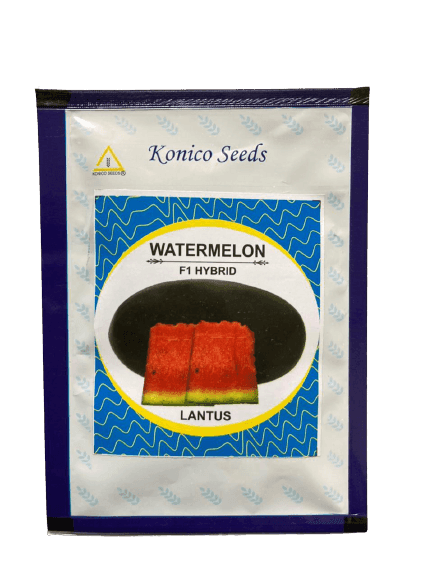 Lantis Seed Lantus Hybrid IceBox Watermelon | CORPOCURE SOLUTIONS and Farms