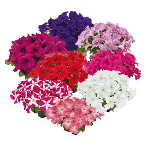 Hanging baskets Petunia x hybrida grandiflora F₁ SUCCESS! HD (Benary) - Farmers Stop