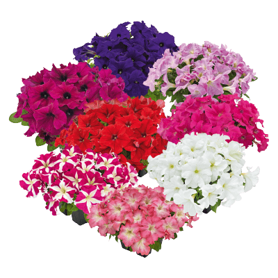 Hanging baskets Petunia x hybrida grandiflora F₁ SUCCESS! HD (Benary) - Farmers Stop