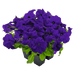 Hanging baskets Petunia x hybrida grandiflora F₁ SUCCESS! HD (Benary) - Farmers Stop