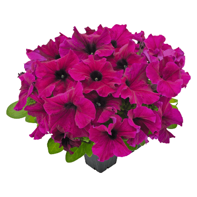 Hanging baskets Petunia x hybrida grandiflora F₁ SUCCESS! HD (Benary) - Farmers Stop