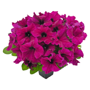 Hanging baskets Petunia x hybrida grandiflora F₁ SUCCESS! HD (Benary) - Farmers Stop