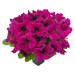 Hanging baskets Petunia x hybrida grandiflora F₁ SUCCESS! HD (Benary) - Farmers Stop