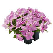 Hanging baskets Petunia x hybrida grandiflora F₁ SUCCESS! HD (Benary) - Farmers Stop