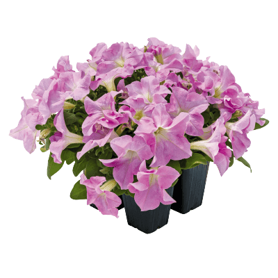 Hanging baskets Petunia x hybrida grandiflora F₁ SUCCESS! HD (Benary) - Farmers Stop