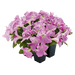 Hanging baskets Petunia x hybrida grandiflora F₁ SUCCESS! HD (Benary) - Farmers Stop