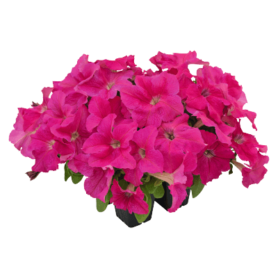 Hanging baskets Petunia x hybrida grandiflora F₁ SUCCESS! HD (Benary) - Farmers Stop