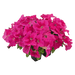 Hanging baskets Petunia x hybrida grandiflora F₁ SUCCESS! HD (Benary) - Farmers Stop