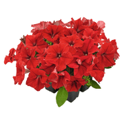 Hanging baskets Petunia x hybrida grandiflora F₁ SUCCESS! HD (Benary) - Farmers Stop