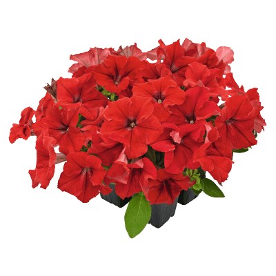 Hanging baskets Petunia x hybrida grandiflora F₁ SUCCESS! HD (Benary) - Farmers Stop