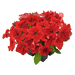 Hanging baskets Petunia x hybrida grandiflora F₁ SUCCESS! HD (Benary) - Farmers Stop