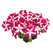 Hanging baskets Petunia x hybrida grandiflora F₁ SUCCESS! HD (Benary) - Farmers Stop