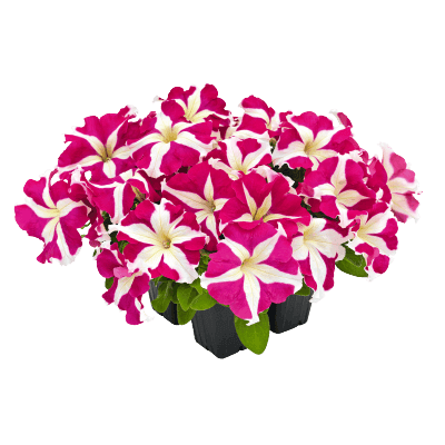 Hanging baskets Petunia x hybrida grandiflora F₁ SUCCESS! HD (Benary) - Farmers Stop