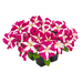 Hanging baskets Petunia x hybrida grandiflora F₁ SUCCESS! HD (Benary) - Farmers Stop