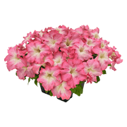 Hanging baskets Petunia x hybrida grandiflora F₁ SUCCESS! HD (Benary) - Farmers Stop
