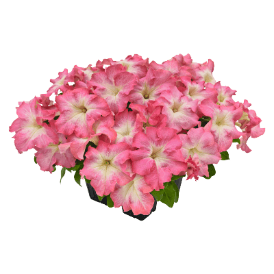 Hanging baskets Petunia x hybrida grandiflora F₁ SUCCESS! HD (Benary) - Farmers Stop