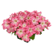 Hanging baskets Petunia x hybrida grandiflora F₁ SUCCESS! HD (Benary) - Farmers Stop