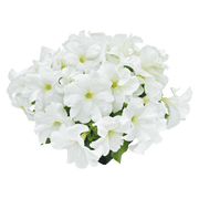 Hanging baskets Petunia x hybrida grandiflora F₁ SUCCESS! HD (Benary) - Farmers Stop