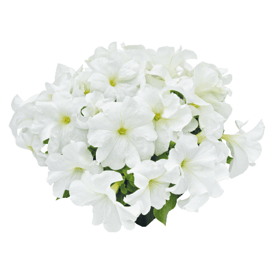 Hanging baskets Petunia x hybrida grandiflora F₁ SUCCESS! HD (Benary) - Farmers Stop