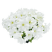 Hanging baskets Petunia x hybrida grandiflora F₁ SUCCESS! HD (Benary) - Farmers Stop