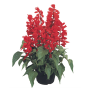 Salvia splendens Salvano (Benary) - Farmers Stop
