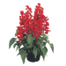 Salvia splendens Salvano (Benary) - Farmers Stop