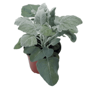 Senecio cineraria New Look® (Benary) - Farmers Stop