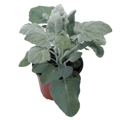 Senecio cineraria New Look® (Benary) - Farmers Stop