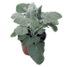 Senecio cineraria New Look® (Benary) - Farmers Stop