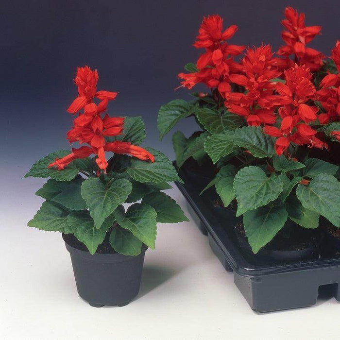 Salvia Flamex® 2000 (Syngenta Flowers) - Farmers Stop