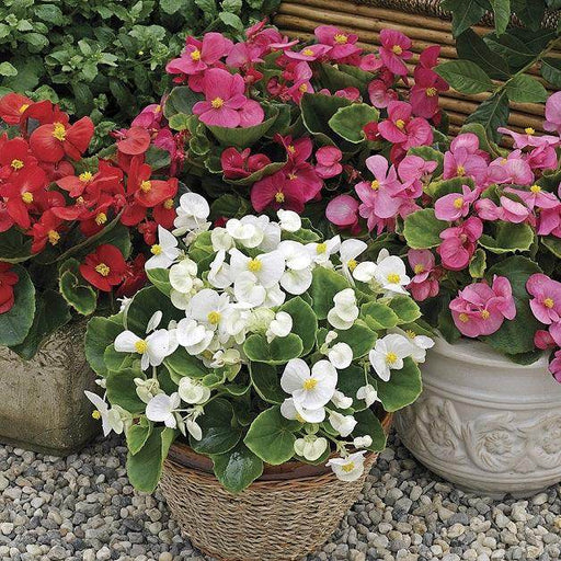 Bada Bing® Begonia semperflorens Mix (Goldsmith/SFlowers) - Farmers Stop