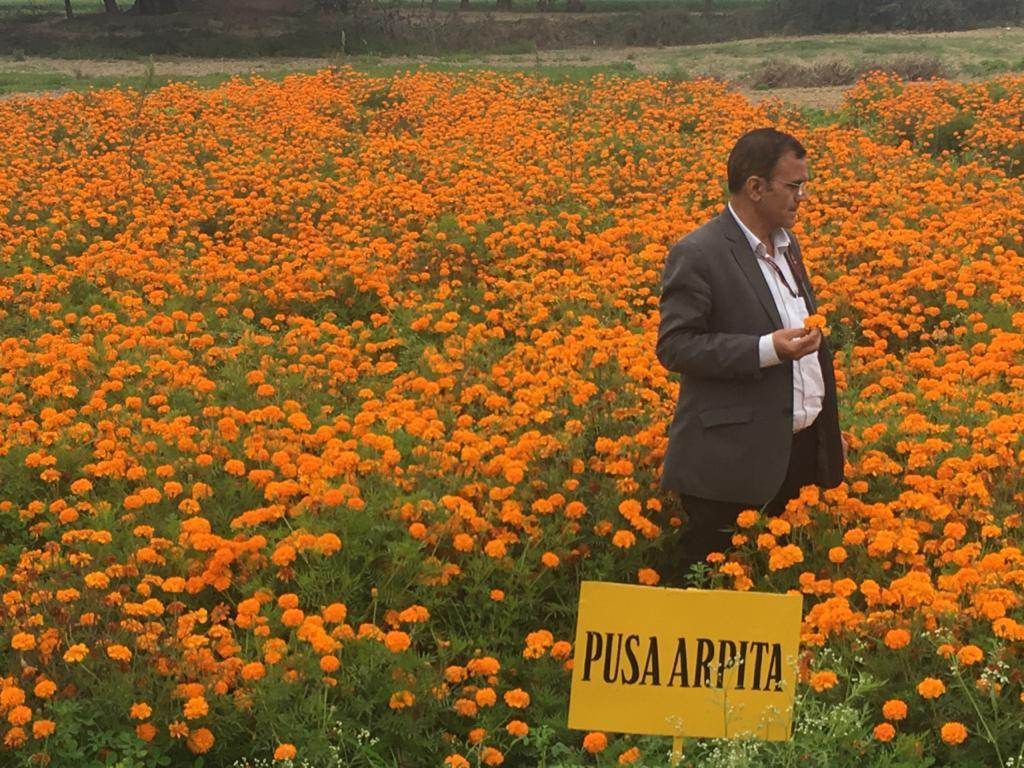 Pusa Arpita French Marigold - Farmers Stop