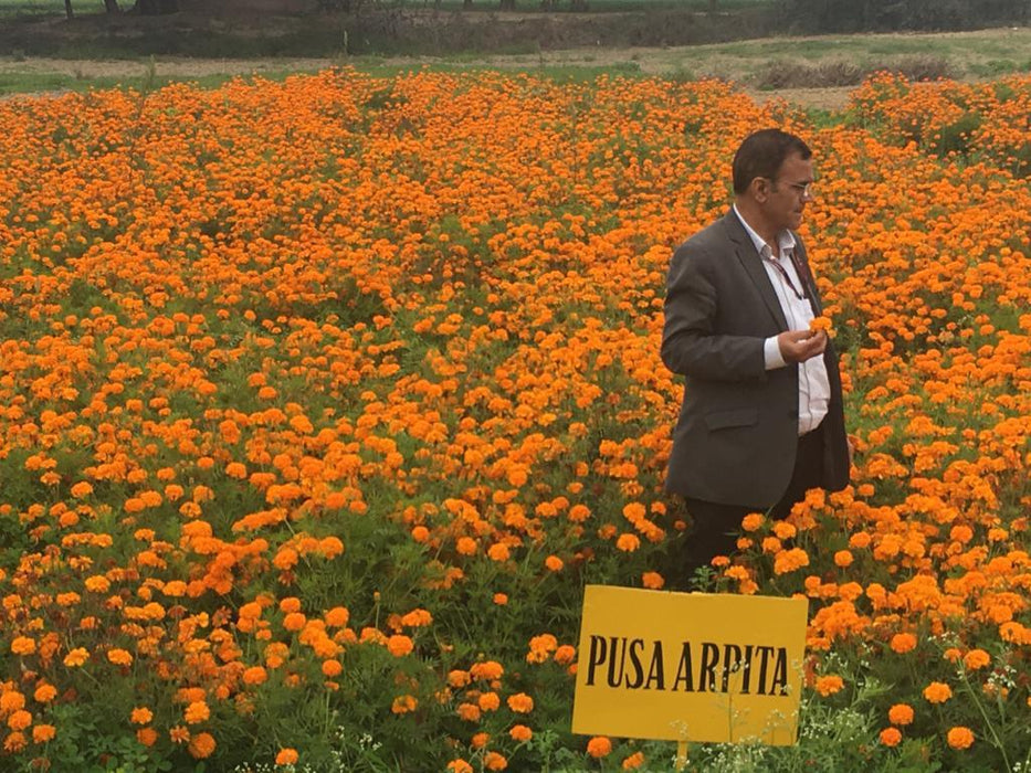 Pusa Arpita French Marigold - Farmers Stop