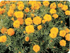 Pusa Arpita French Marigold - Farmers Stop
