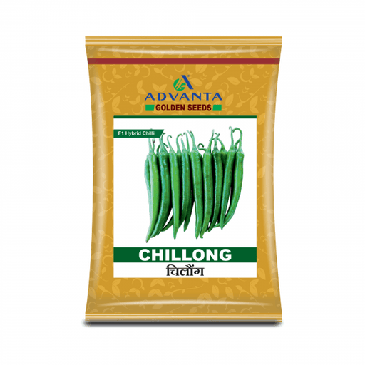 CHILLONG F1 HYBRID CHILLI (ADVANTA/GOLDEN) - Farmers Stop