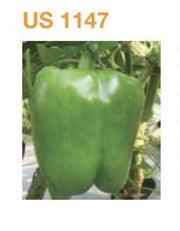 US 1147 F1 Hybrid Capsicum (Nunhems) - Farmers Stop