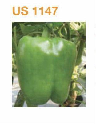 US 1147 F1 Hybrid Capsicum (Nunhems) - Farmers Stop