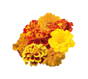 Safari French Marigold Tagetes patula (Benary) - Farmers Stop