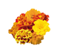 Safari French Marigold Tagetes patula (Benary) - Farmers Stop