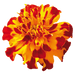 Safari French Marigold Tagetes patula (Benary) - Farmers Stop