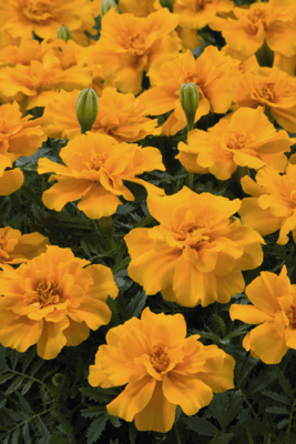 Safari French Marigold Tagetes patula (Benary) - Farmers Stop