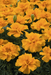 Safari French Marigold Tagetes patula (Benary) - Farmers Stop
