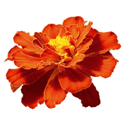 Safari French Marigold Tagetes patula (Benary) - Farmers Stop