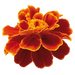 Safari French Marigold Tagetes patula (Benary) - Farmers Stop