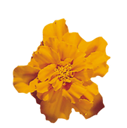 Safari French Marigold Tagetes patula (Benary) - Farmers Stop